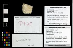 Foto (Objekt + Etikett) von Discutiolira sp.  (NHMW-GEO-2014-0194-0725)